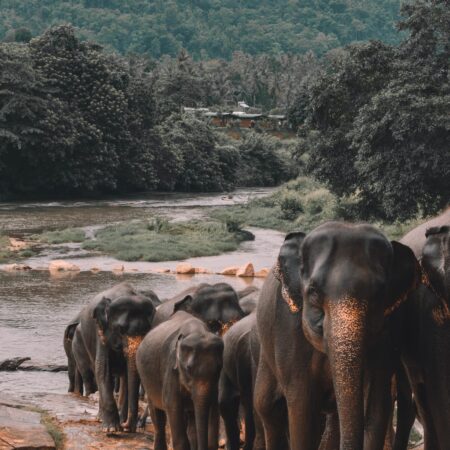 Sri Lanka by alex-azabache Elephant herd walking in Sri Lanka