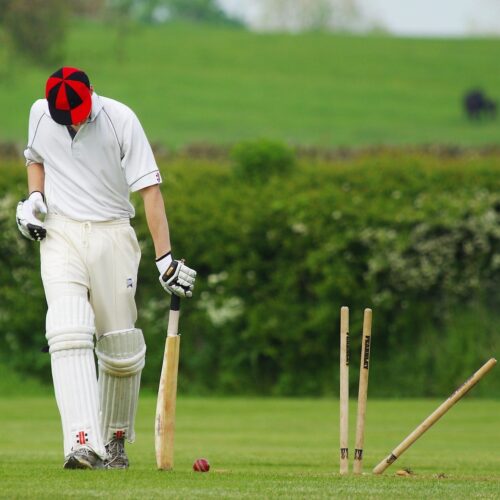 cricket-724616_1920 cricket-724616_1920