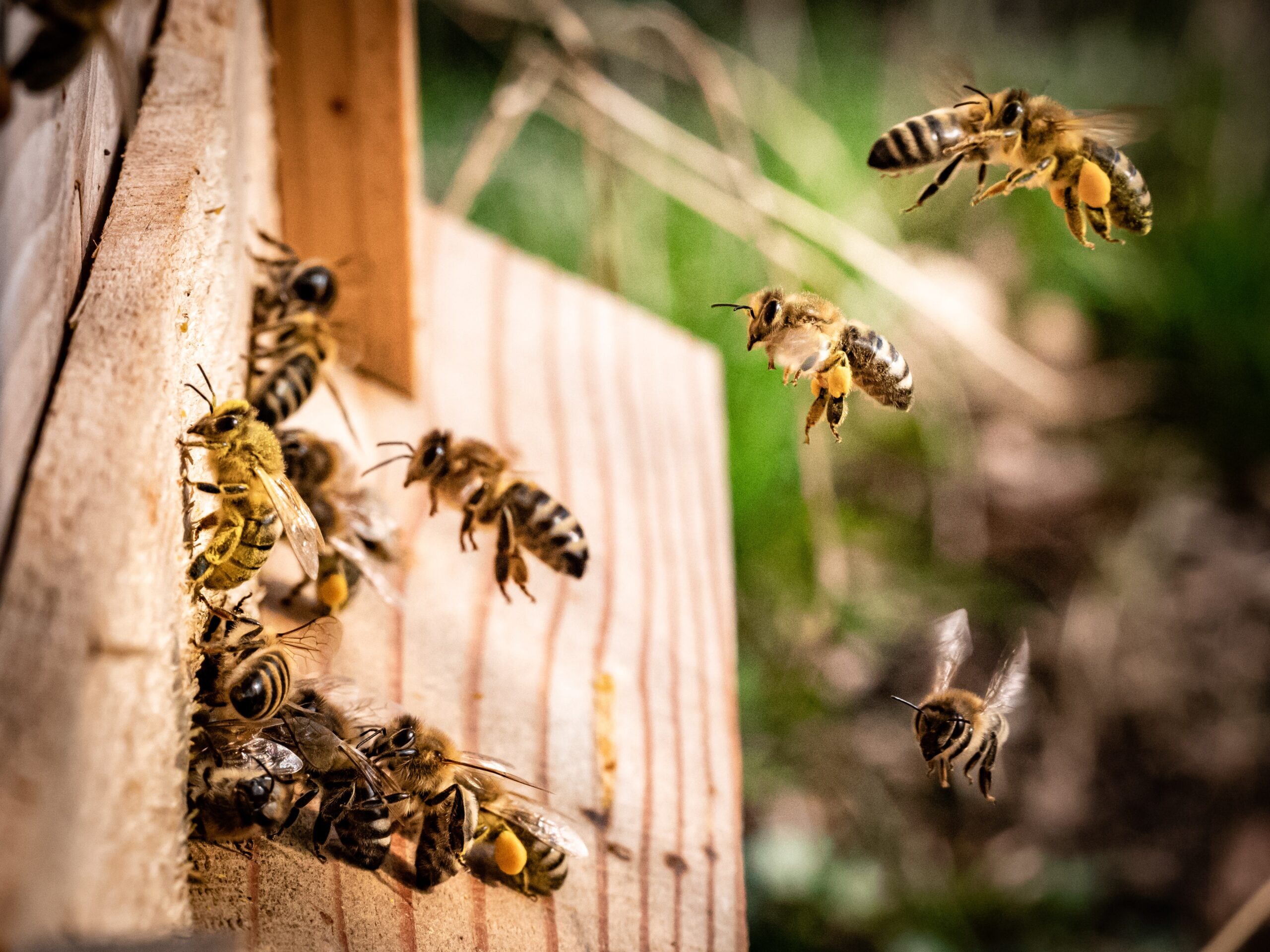 Bees flying around