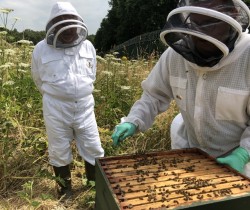 Mark checking the bee hive