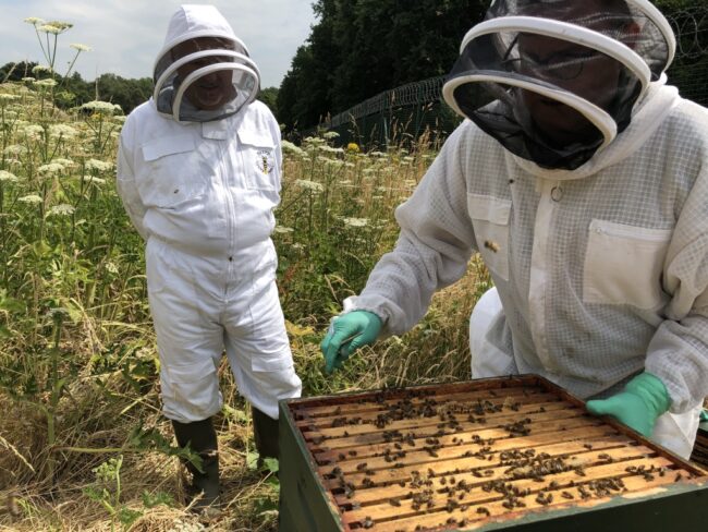 55890B59-3B4D-455F-B28C-EB238A178F41_1_105_c Mark checking the bee hive