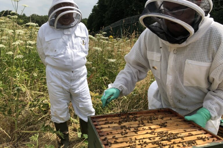 Mark checking the bee hive