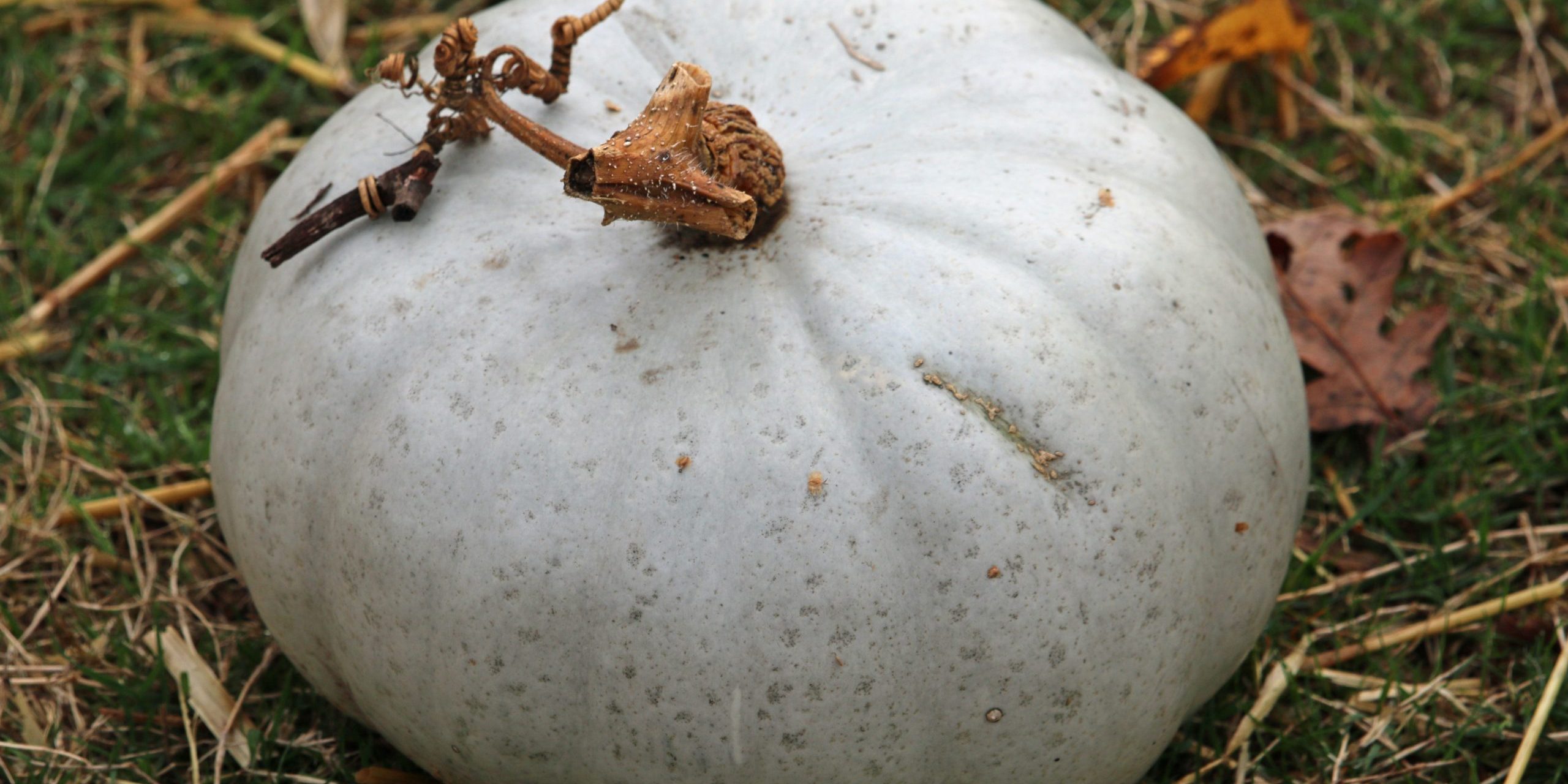 Crown prince pumpkin squash