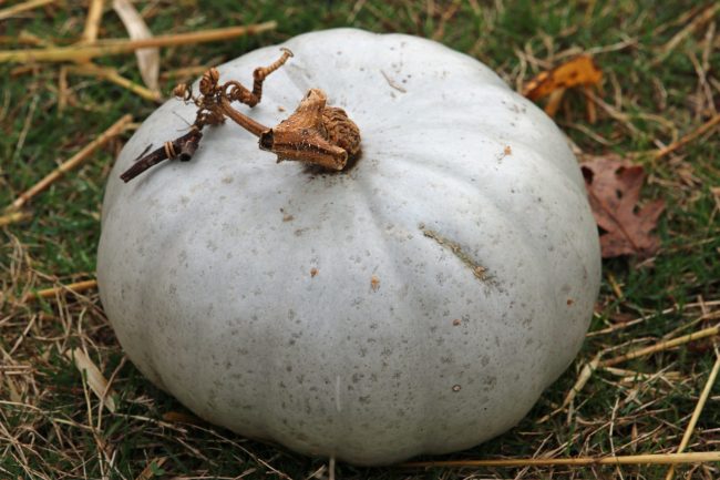 Crown prince pumpkin squash