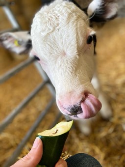 Cow eating a courgette