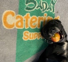 Lifu the dog eating an apple pet