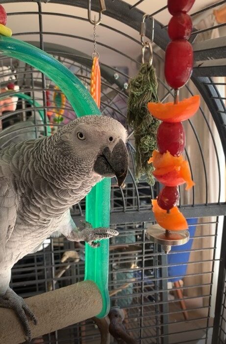 Sally the parrot eating a fruit kebab
