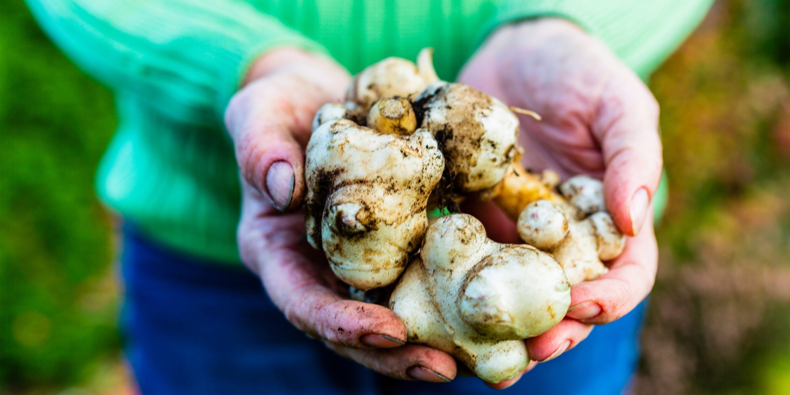 Autumn harvest in the garden – Jerusalem artichoke tubers.