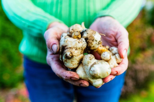 Autumn harvest in the garden – Jerusalem artichoke tubers.