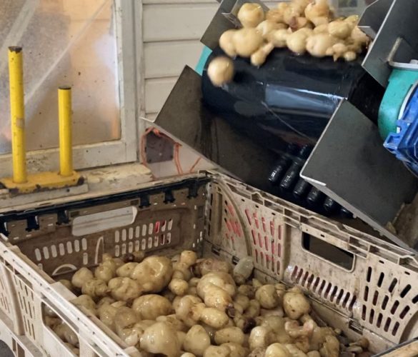 jerusalem artichoke cleaning haywards