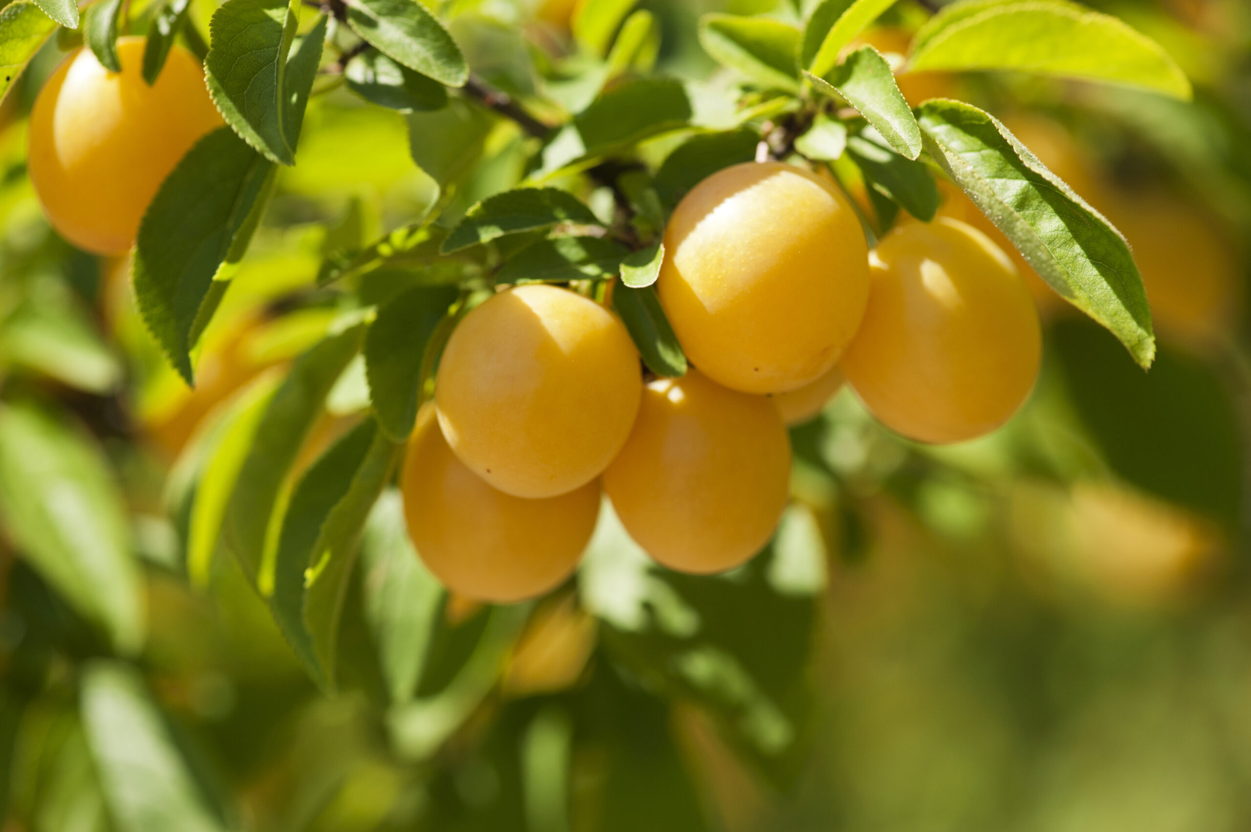 Mirabelles