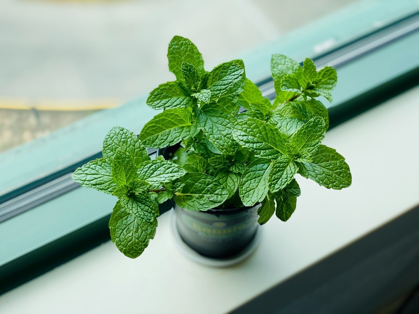 Fresh mint plant