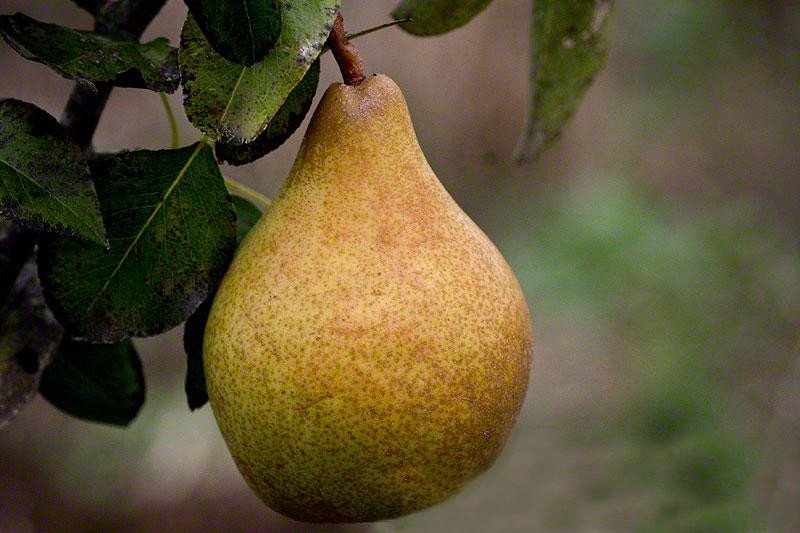 comice pear