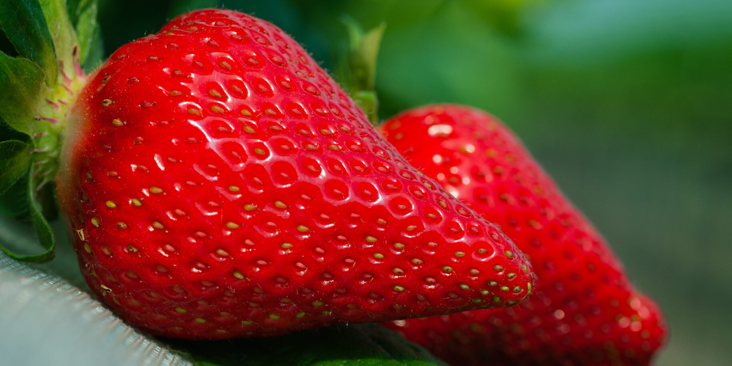 Strawberry Strawberry