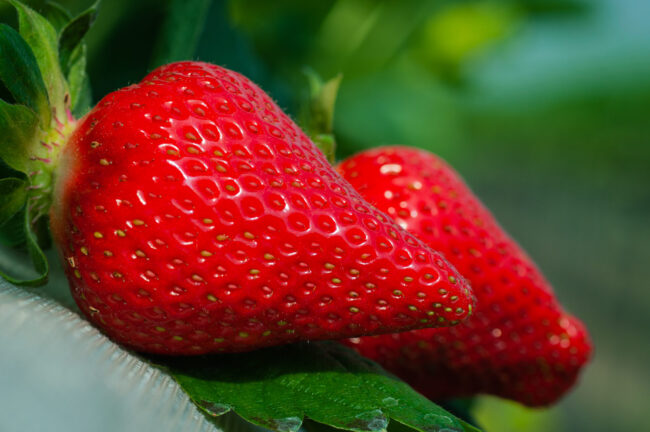 Strawberry Strawberry