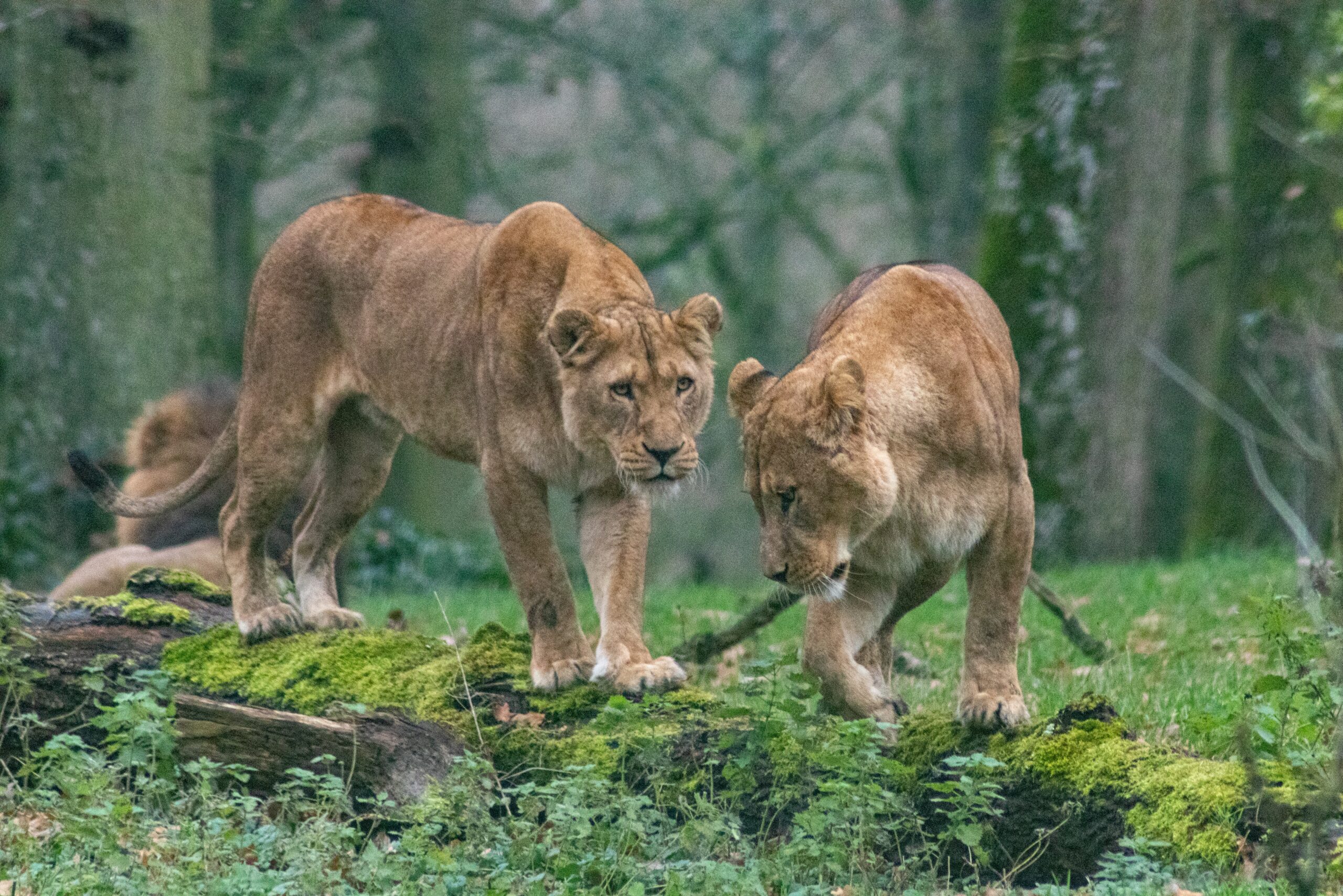 longleat