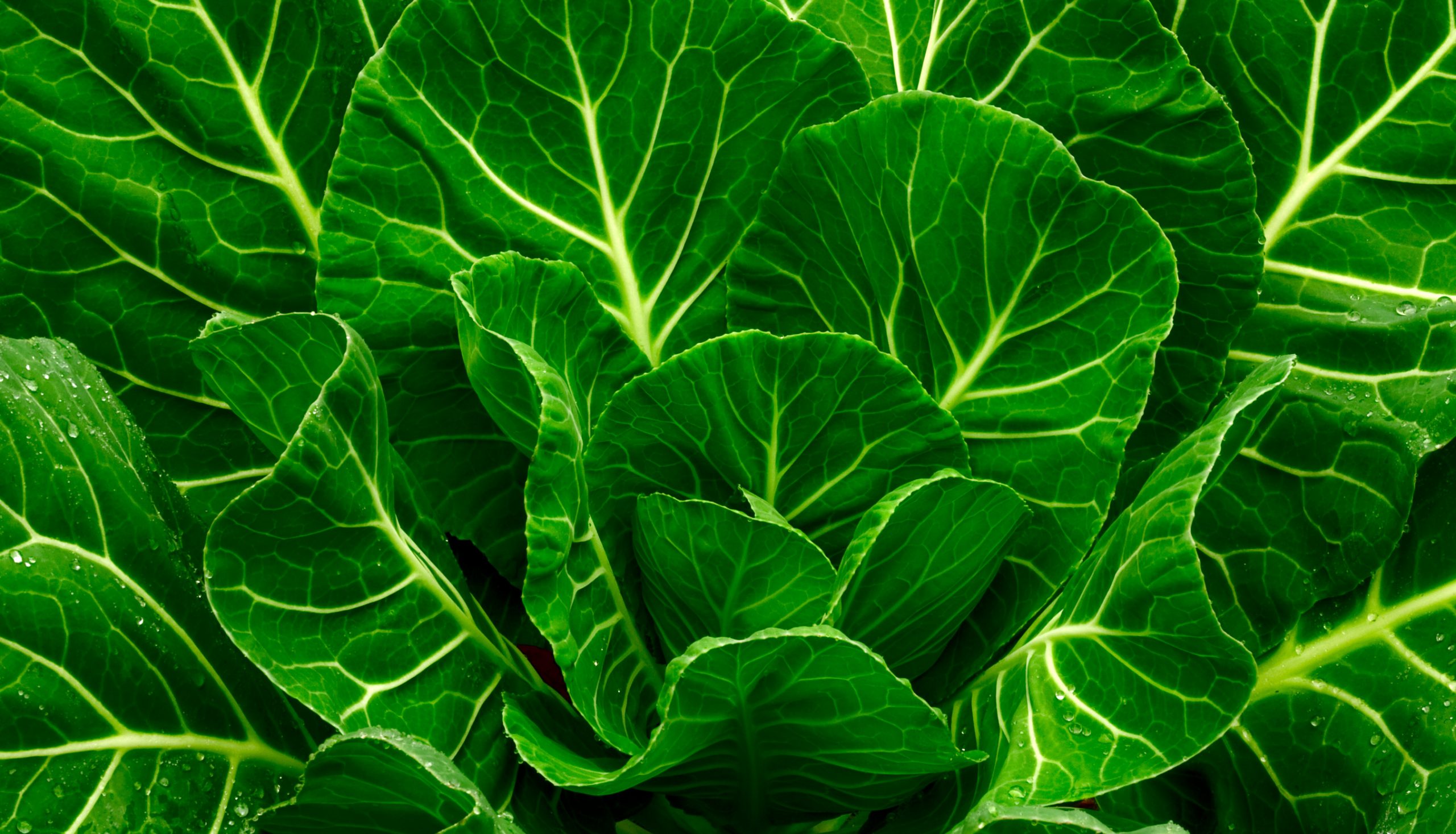 Fresh Spring Greens