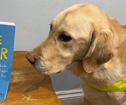 A guide dog reading the Born to be a life changer book