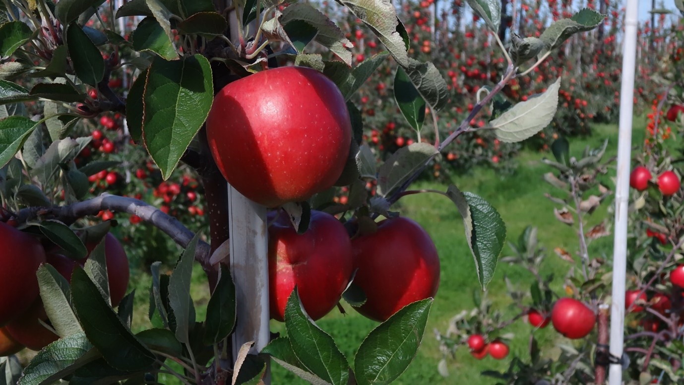 Braeburn Apples