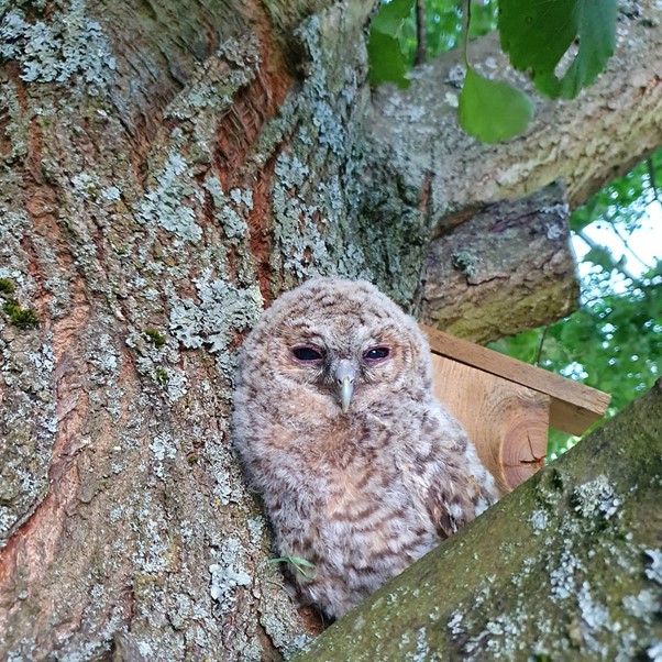 Owl in a tree