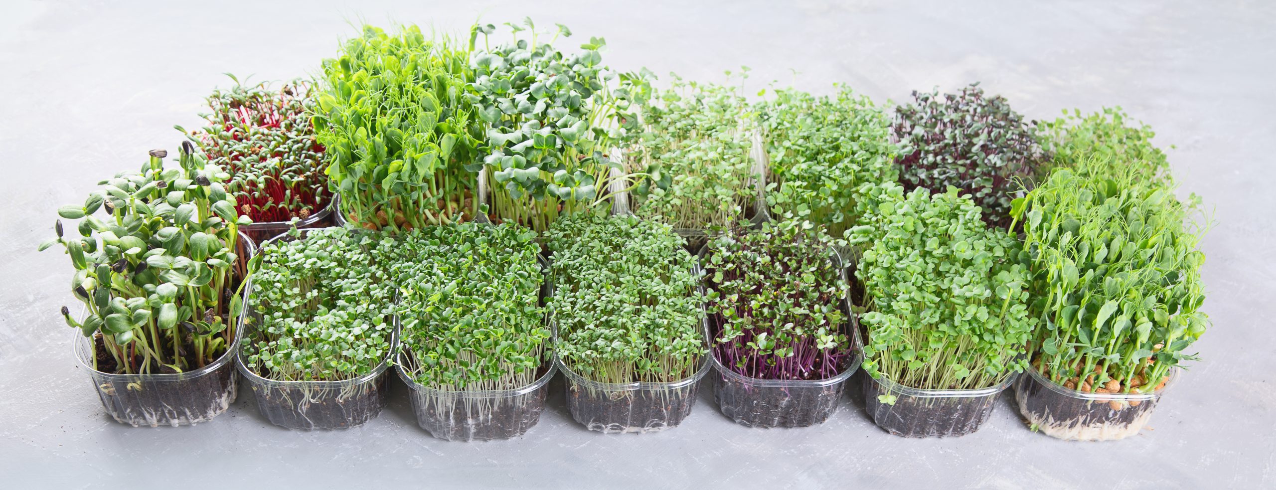Differend types of Microgreens
