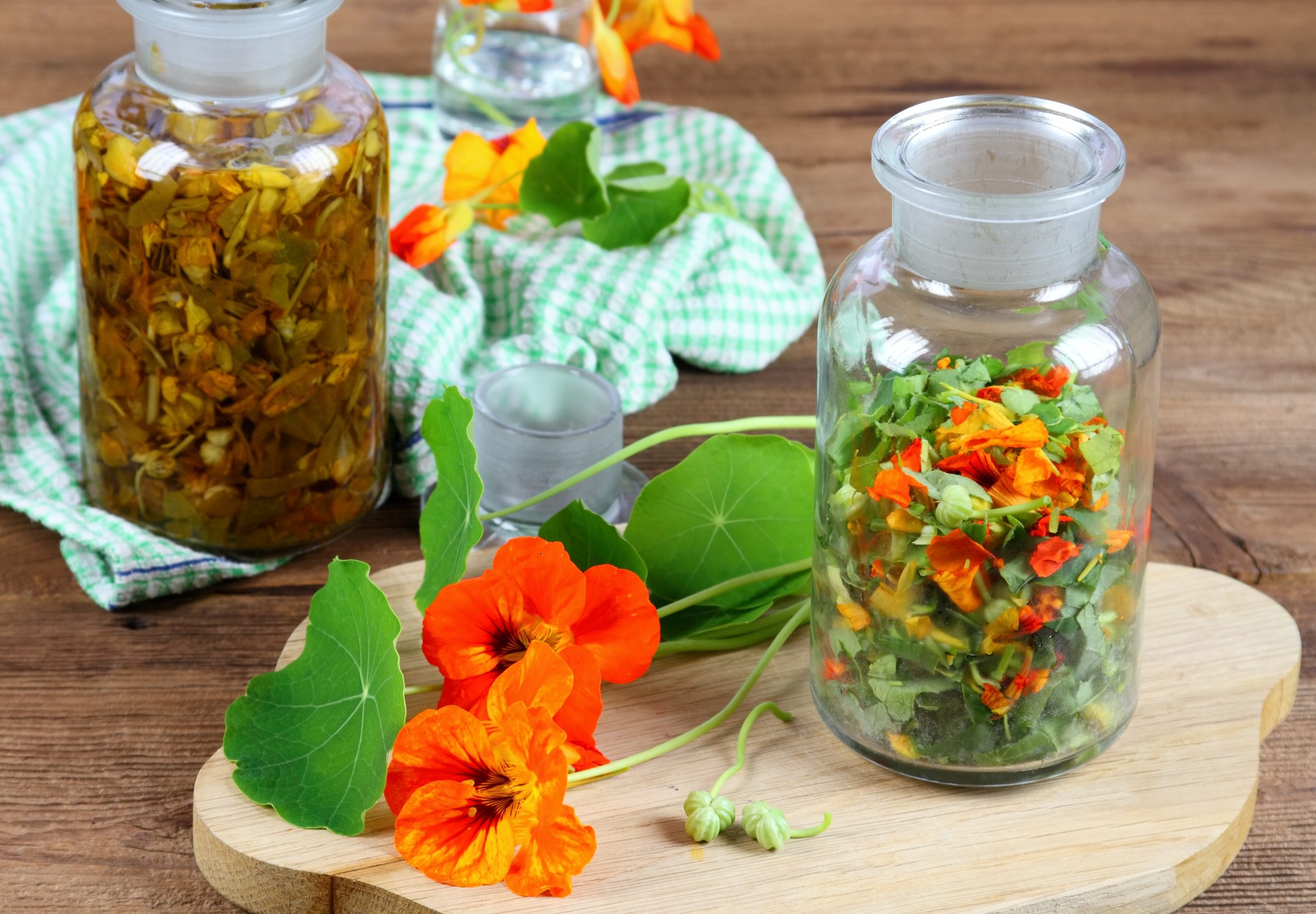 Making tincture from Tropaeolum majus, also called garden nastur