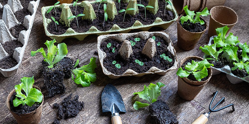 Seedlings in biodegradable pots