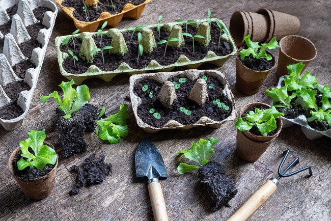 Seedlings in biodegradable pots