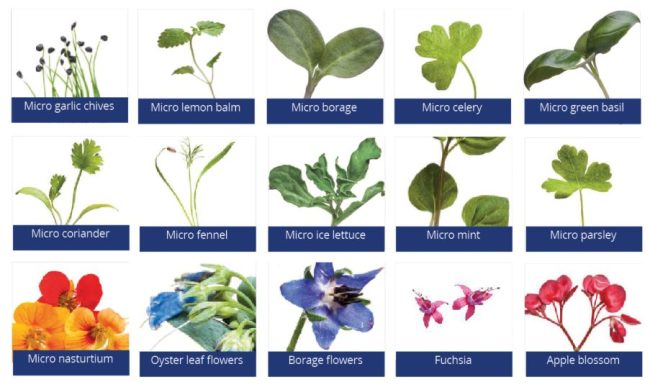 microherbs