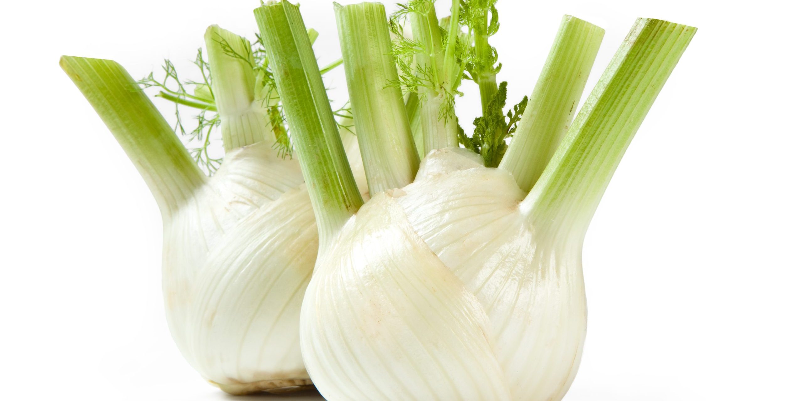 Florence Fennel Bulbs – “Finocchio” Isolated on White Background