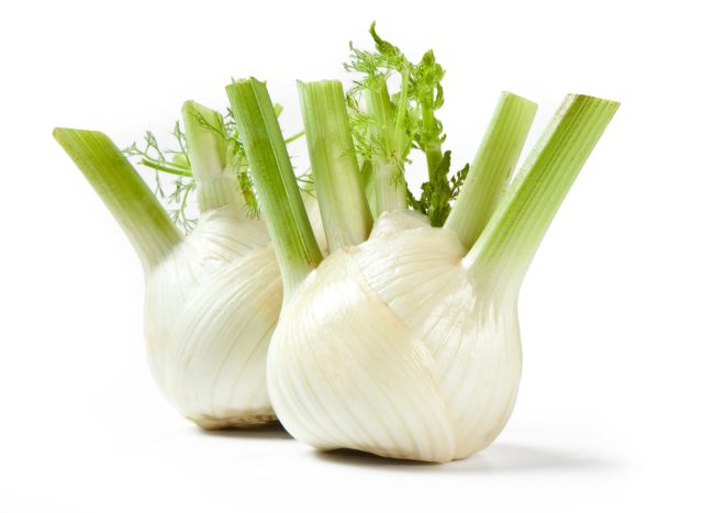 Florence Fennel Bulbs – “Finocchio” Isolated on White Background