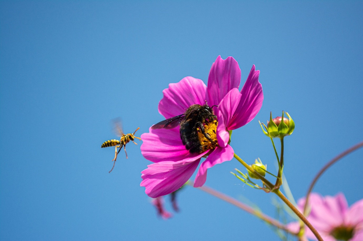 insects on a flower