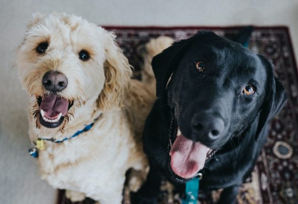 smiling dogs