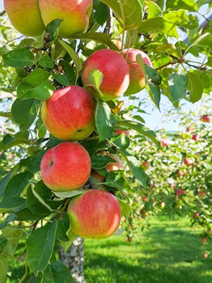apple day Apple day