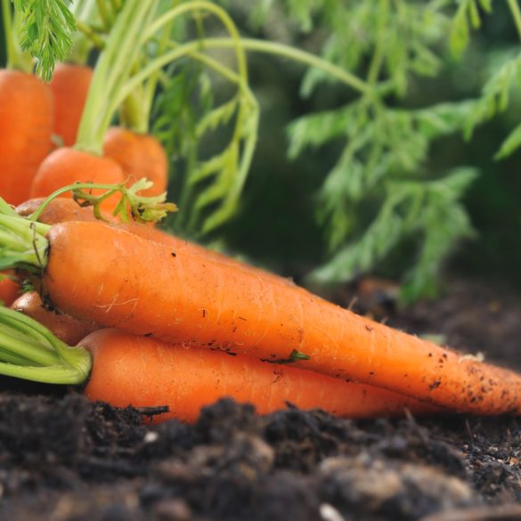 carottes fraîches posées sur la terre dans jardin