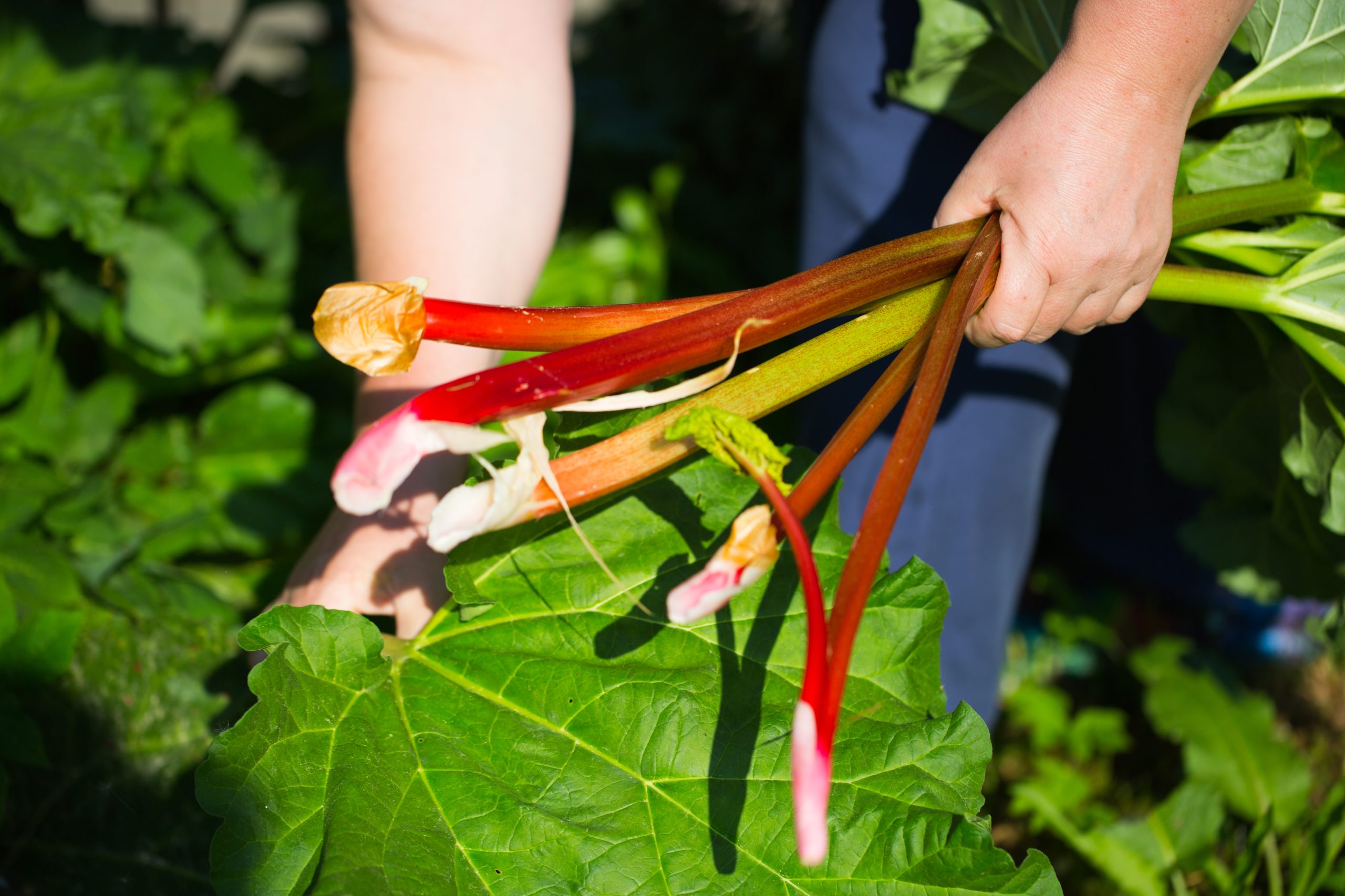 Rhubarb freshly harvested