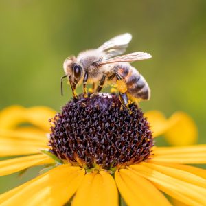 Bee - Apis mellifera - pollinates a blossom of the orange coneflower - Rudbeckia fulgida