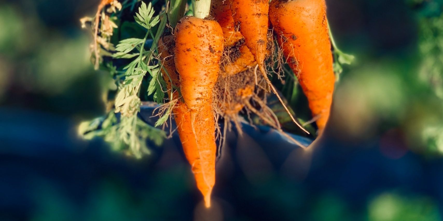 david-holifield-y806NLNDVtY-unsplash