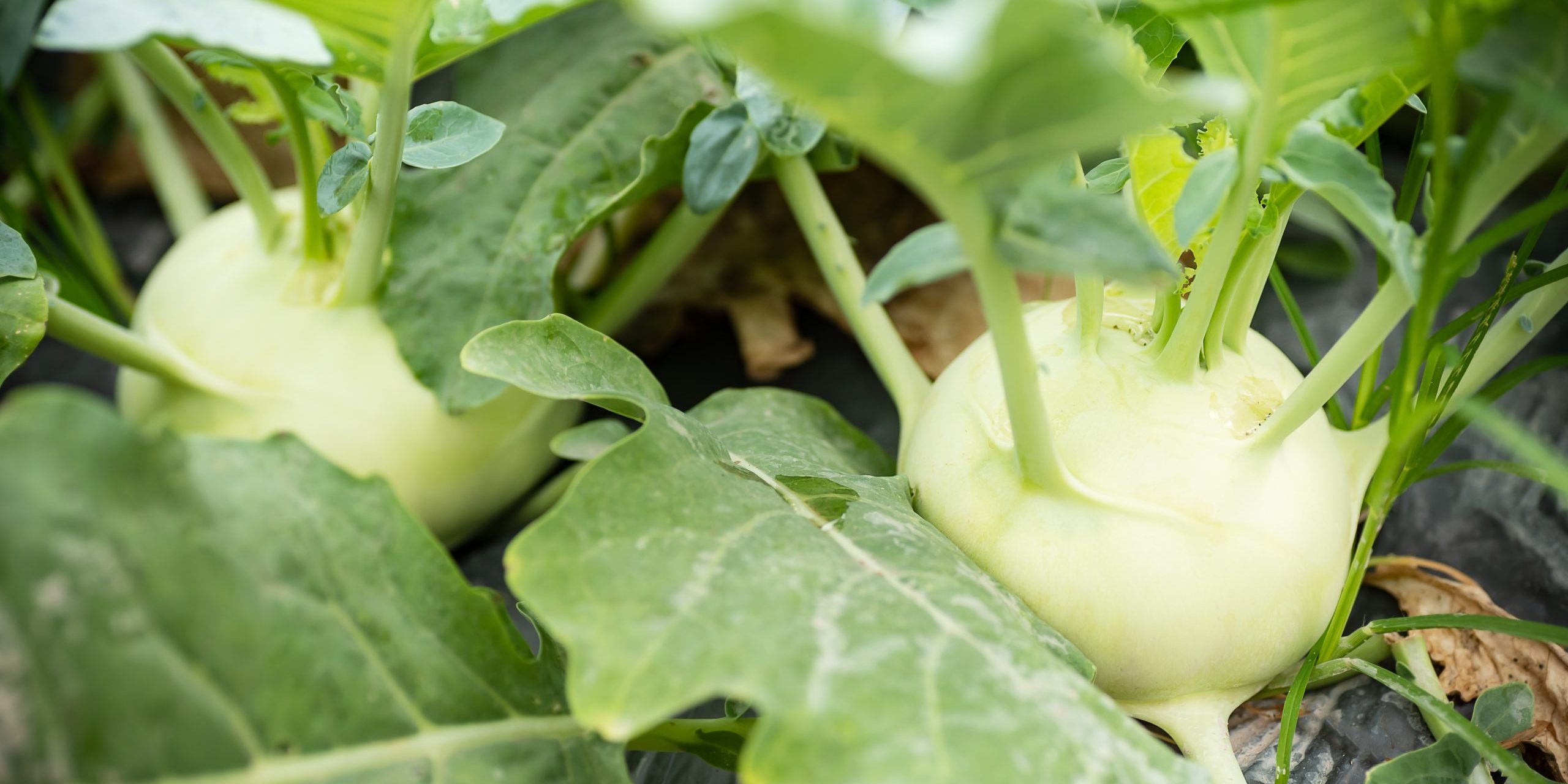 Kohlrabi growing in organic vegetable garden ready for harvest