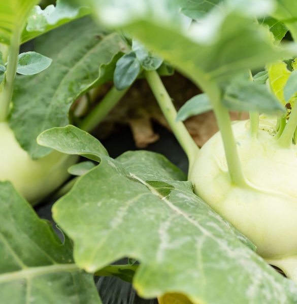 Kohlrabi growing in organic vegetable garden ready for harvest