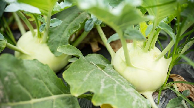 Kohlrabi growing in organic vegetable garden ready for harvest