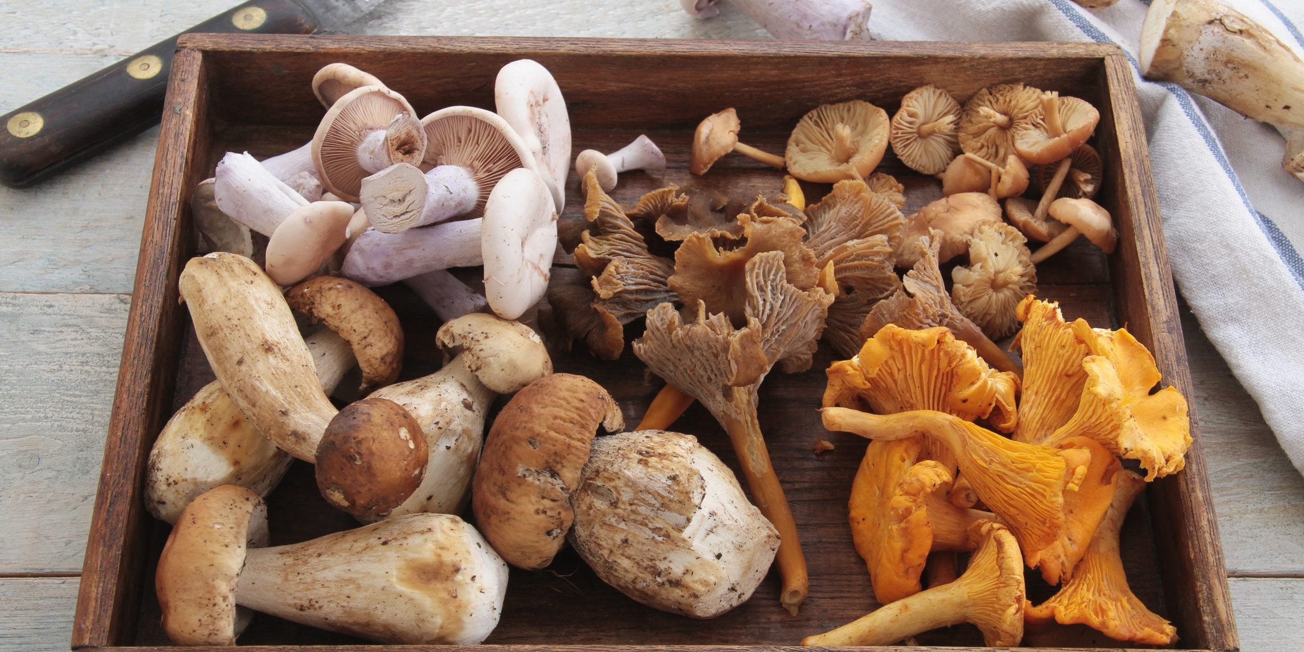 wild mushrooms