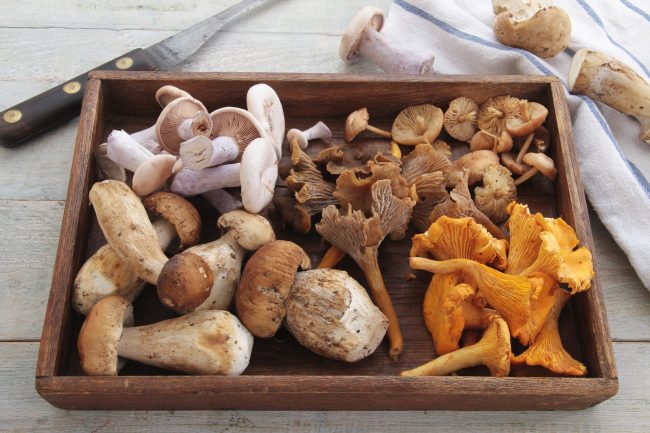 wild mushrooms