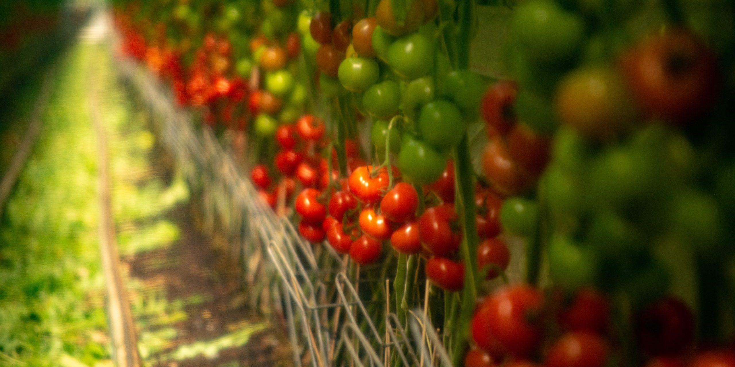 Soft filter effect. Dutch bio farming, big greenhouse with tomato plants, growing indoor, ripe and unripe tomatoes on vines