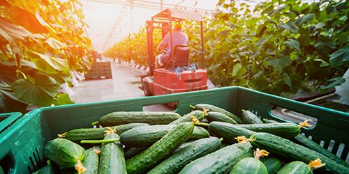Long green cucumbers in a boxes. Greenhouse.