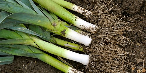 Leeks
