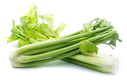 fresh celery isolated on white background