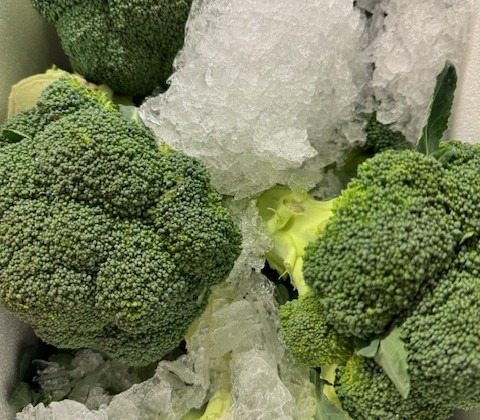 Broccoli