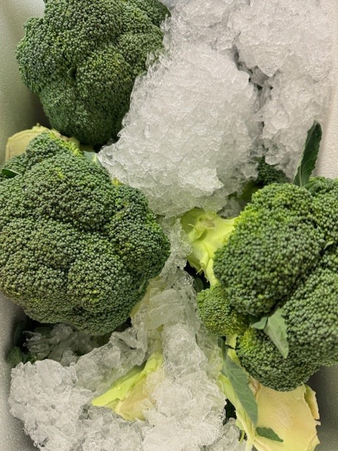 Broccoli